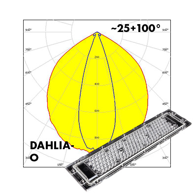 DAHLIA-polar-O
