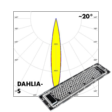 DAHLIA-polar-S
