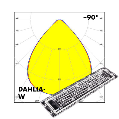 DAHLIA-polar-W